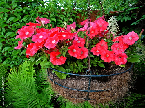 Red pink petunia & green leaves in hay pot (Petunia hybrida) in summer garden. Scarlet petunia flowers in hanging pot decorated with fern & wild grape. Red july flowers in basket on foliage background