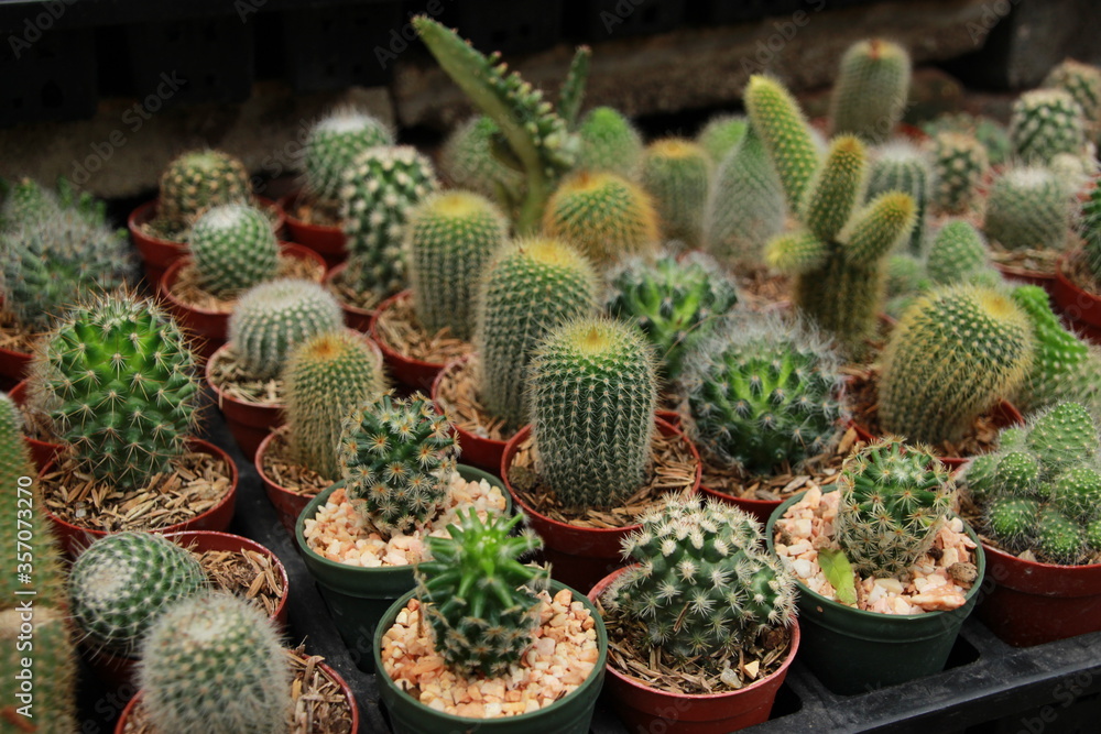 cactus in a pot garden cactus in a pot garden