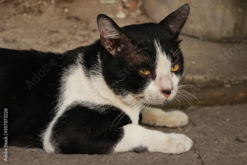 black and white stray cat