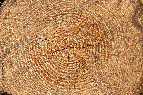 cross wood saw cut with cracks and deep annual rings. Close up view