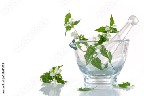 Ginkgo Balboa - Medicinal Virtues, on white photo