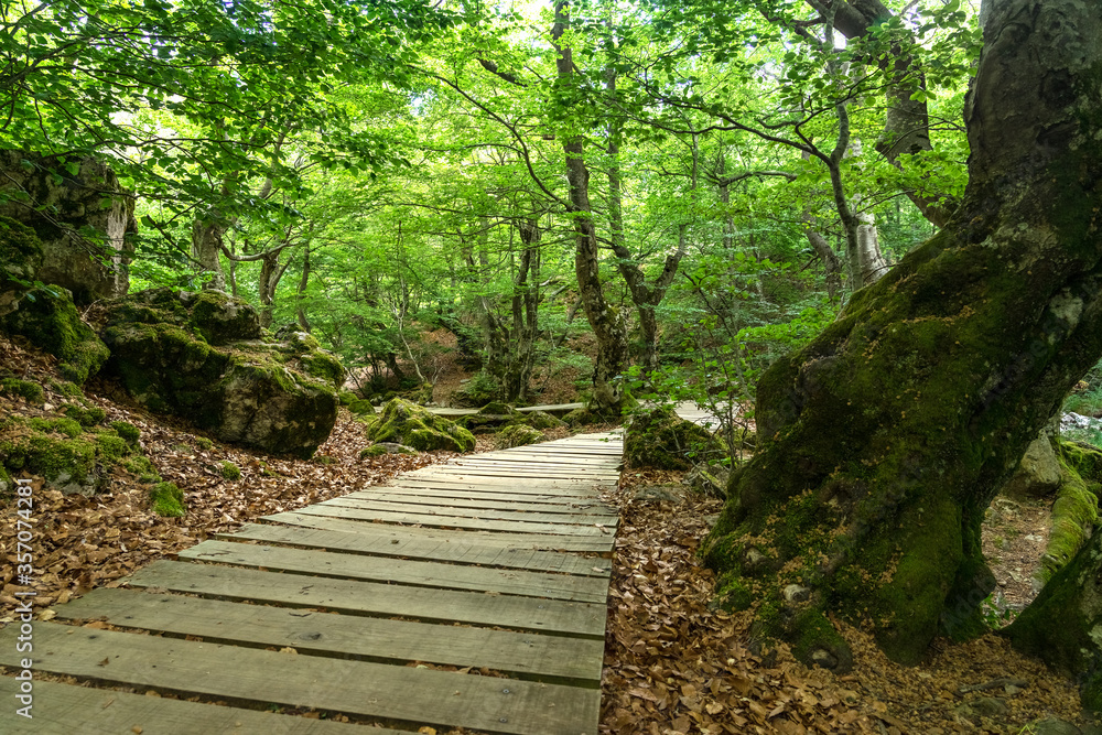 Obraz premium Faedo de Ciñera beech forest in sring with the wooden walkway, Leon, Spain.