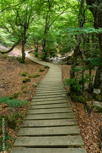Faedo de Ci  era beech forest in sring with the wooden walkway  Leon  Spain.