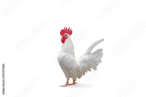 Bantum chicken isolated on white background, with clipping path
