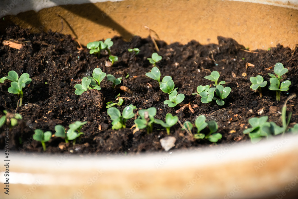 Small radish seedlings in the pot. Small radish seedlings in the pot.