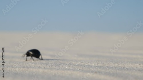 A close-up of a black beetle, gaily and confidently walking along the white surface of sand in the desert. A beetle crawls on the sand
