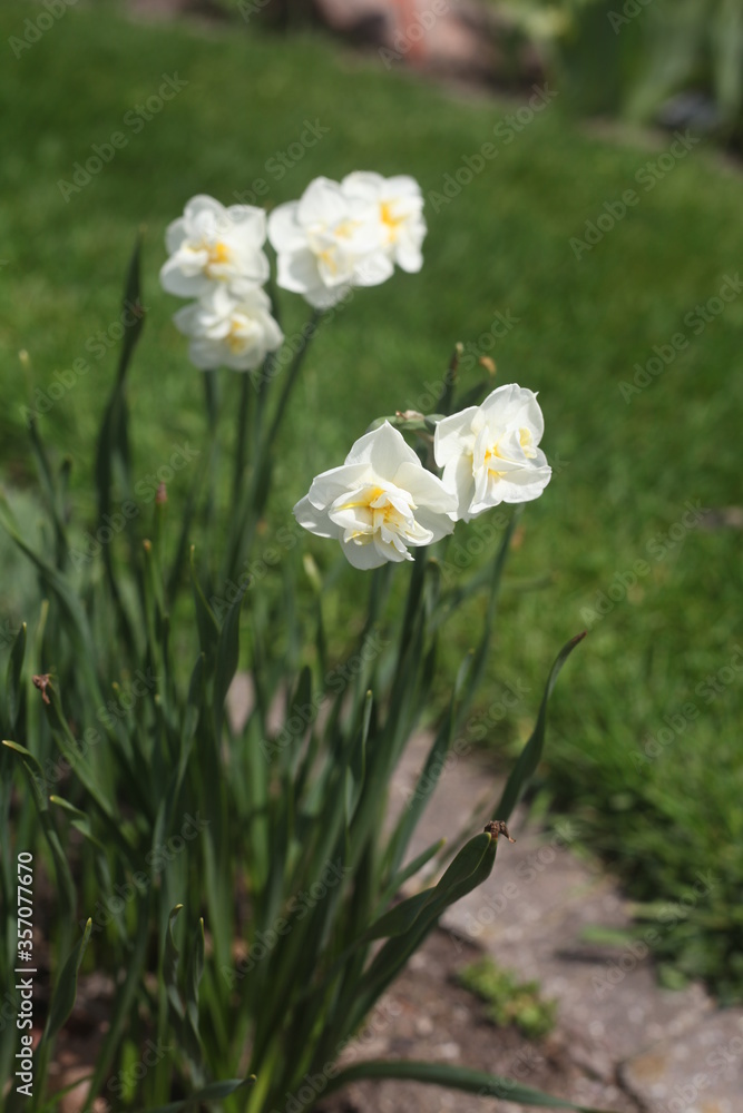 Fototapeta premium white flowers in a garden
