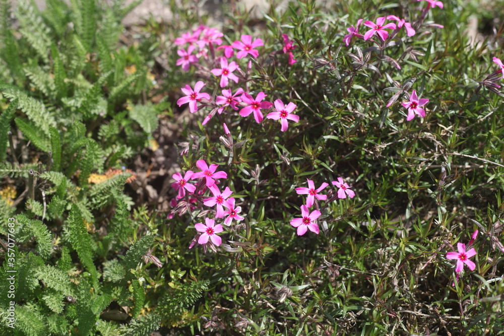 pink flowers in the garden