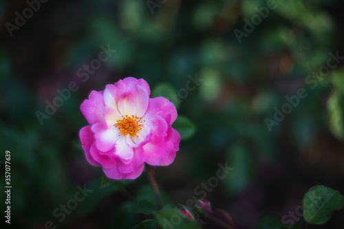 Beautiful rose pink in the sunlight. Selective and soft focus. Rose close-up with a copy of the space. Beautiful spot, bokeh.