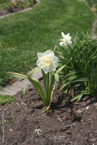 white flower at spring time 