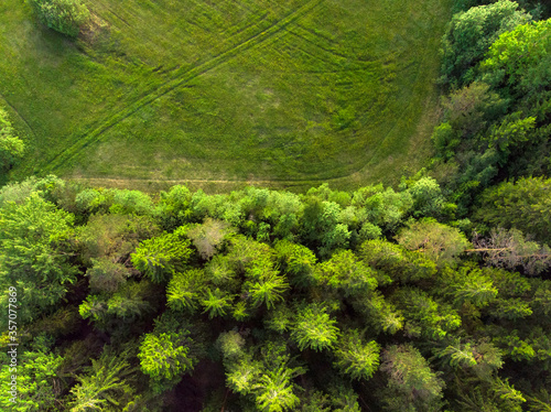 Edge of the field and forest top view