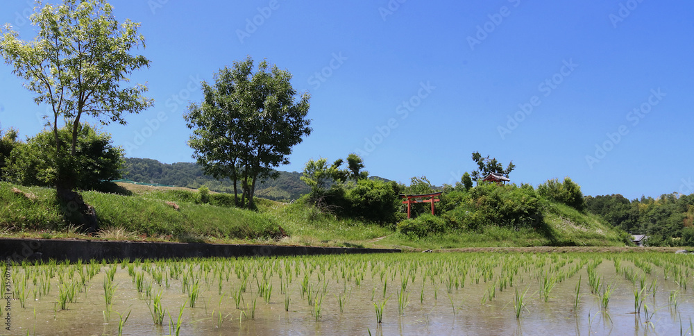 Rice field in Japanese countryside with small shinto shrine with red torii in the background