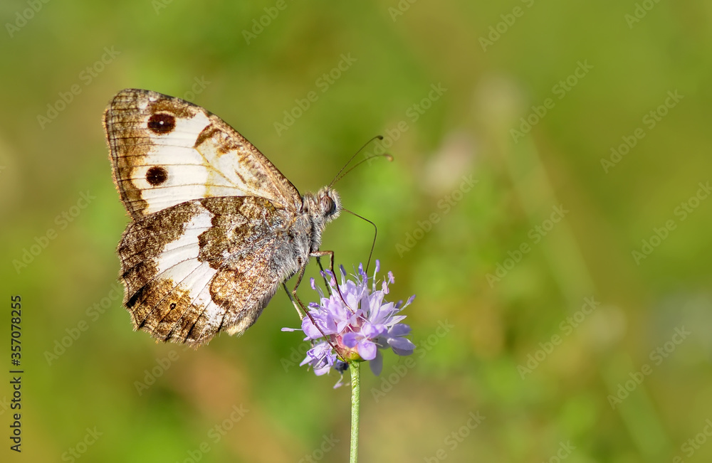 Closeup beautiful butterfly sitting on the flower. Closeup beautiful butterfly sitting on the flower.