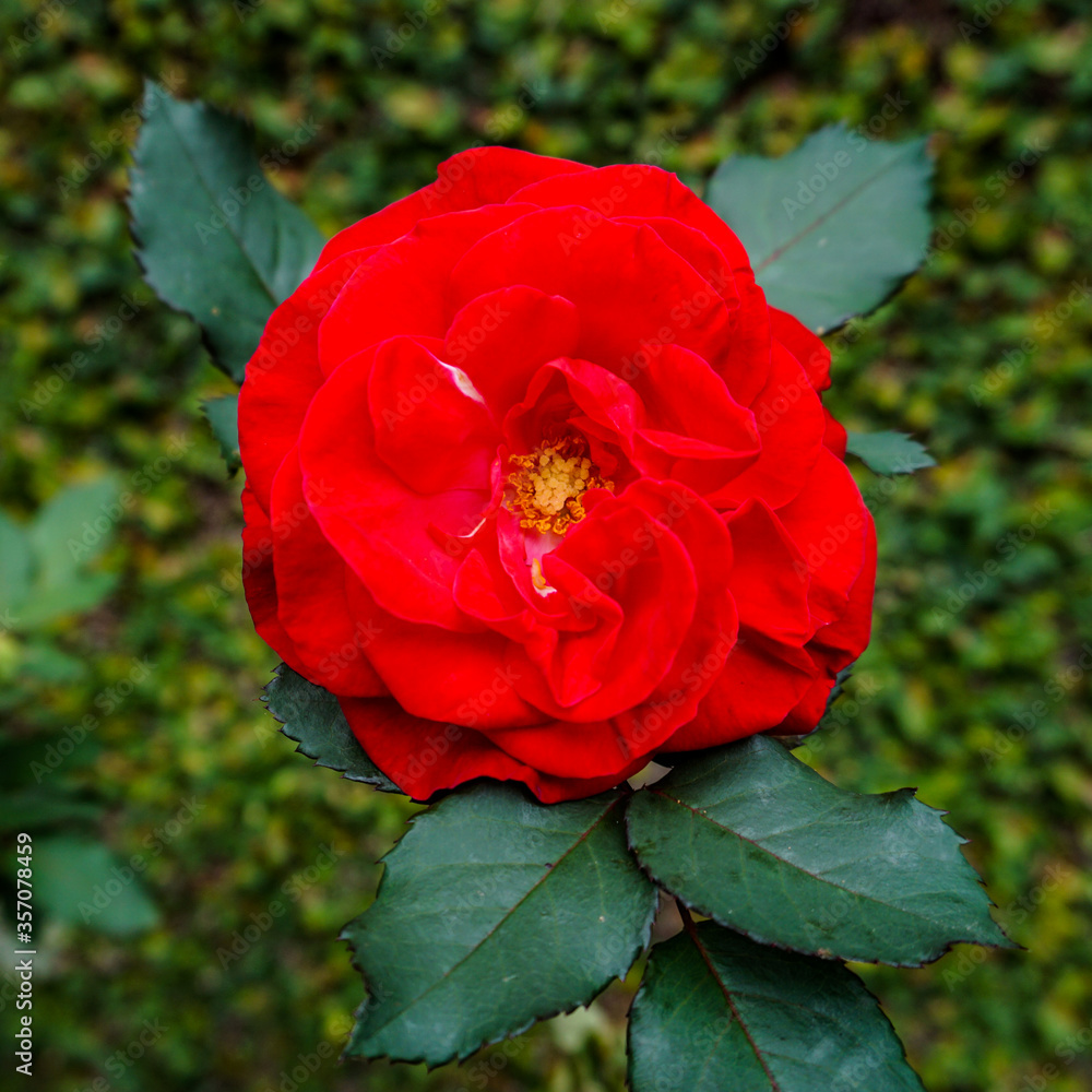 Red rose macro in the garden Red rose macro in the garden