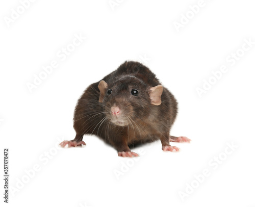 Little brown rat on white background. Pest control