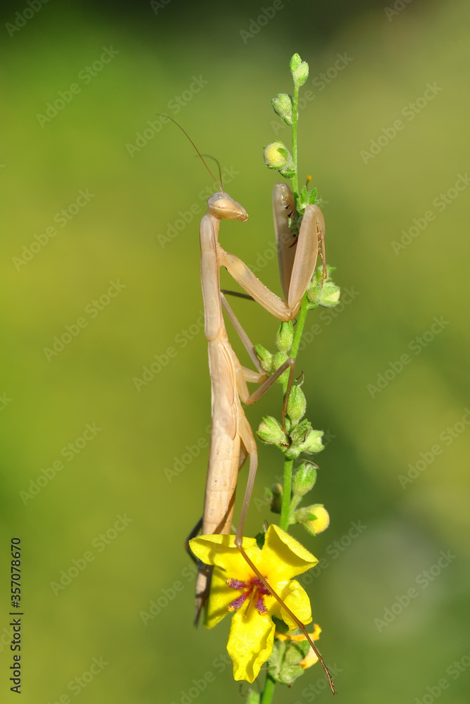 Close up of pair of Beautiful European mantis ( Mantis religiosa ) Close up of pair of Beautiful European mantis ( Mantis religiosa )
