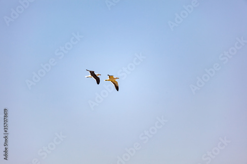 Seagull couple flying