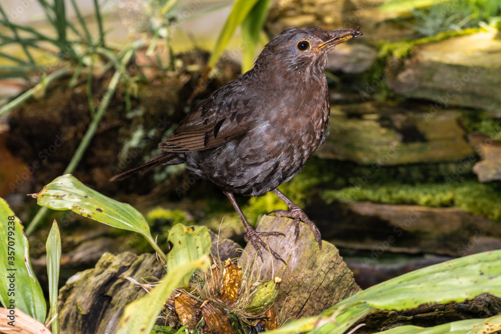 Female Common Blackbird (Turdus merula) Female Common Blackbird (Turdus merula)