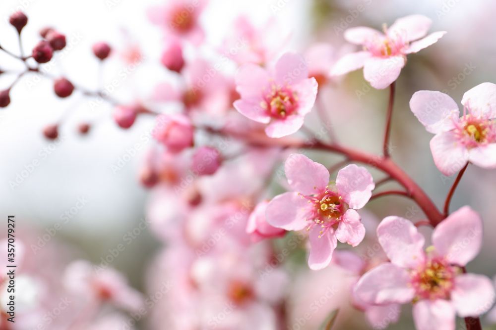 Closeup view of blossoming pink sakura tree outdoors