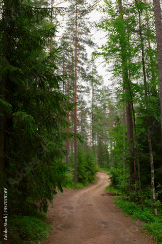 Forest path sunlight scene. Deep forest trail view. Forest trail landscape. Forest trail sunlight view