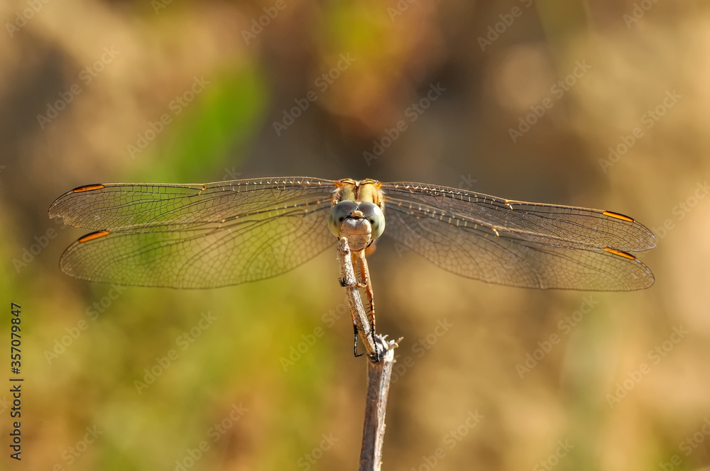 Macro shots, showing of eyes dragonfly and wings detail. Beautiful dragonfly in the nature habitat. Macro shots, showing of eyes dragonfly and wings detail. Beautiful dragonfly in the nature habitat.