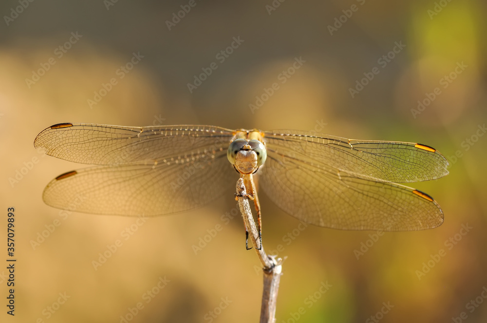 Macro shots, showing of eyes dragonfly and wings detail. Beautiful dragonfly in the nature habitat. Macro shots, showing of eyes dragonfly and wings detail. Beautiful dragonfly in the nature habitat.