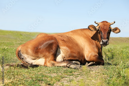 Beautiful brown cow outdoors on sunny day. Animal husbandry