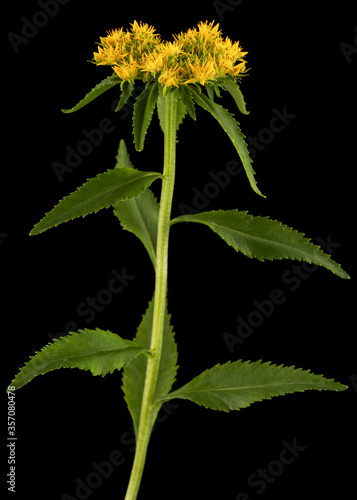 Yellow flowers of rhodiola rosea, isolated on black background