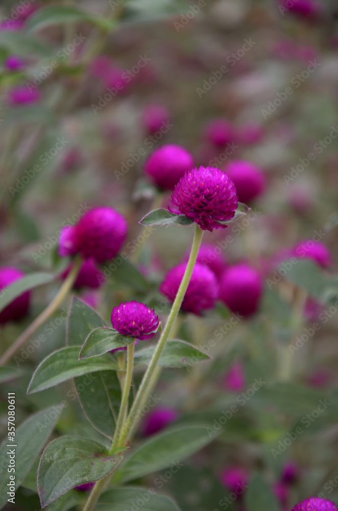 pink and purple flowers of a thistle