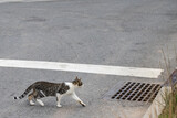 Cat crossing the street