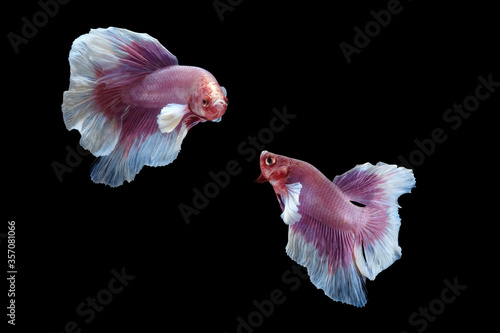 Two dancing pink white dumbo / big ear halfmoon betta fish siamese isolated on black color background