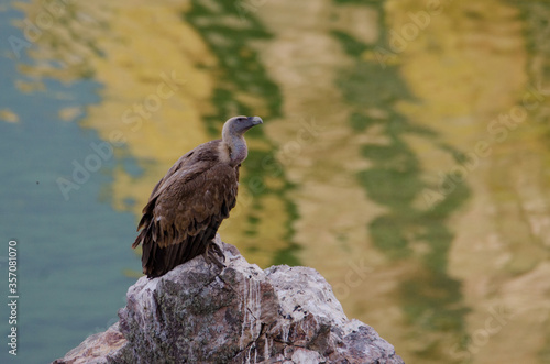 Eurasian Griffon Vulture
