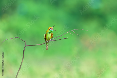 Blue-tailed bee-eater bird on the branch