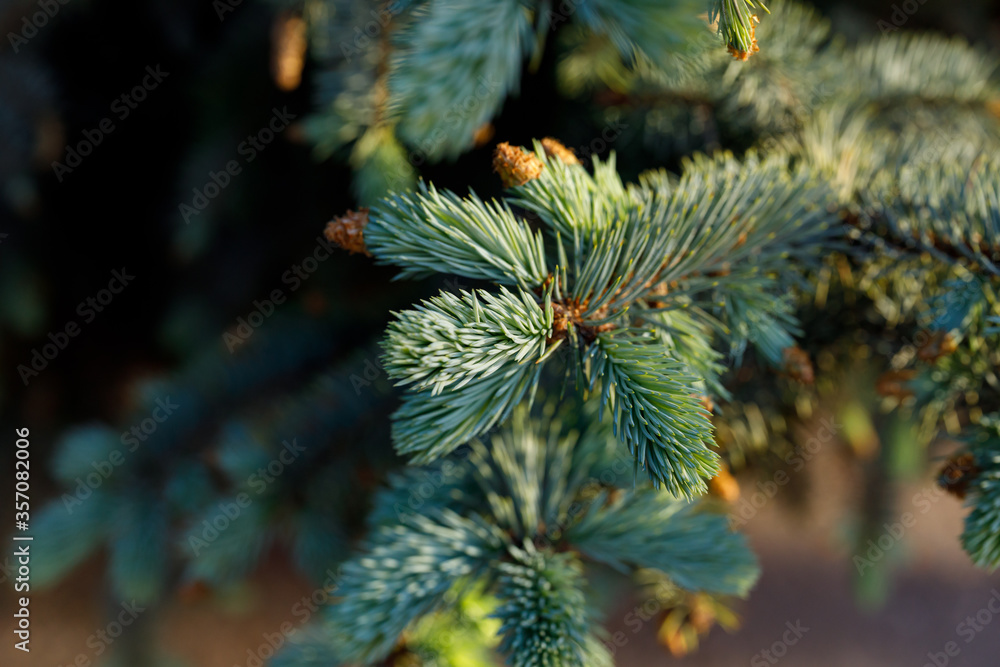 A coniferous branch with young shoots of green needles and small cones. Shooting a close-up of fresh green spruce branches. A coniferous branch with young shoots of green needles and small cones. Shooting a close-up of fresh green spruce branches.