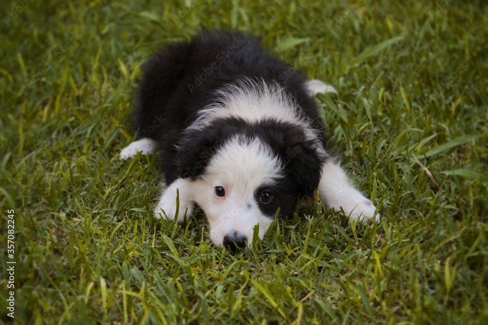beautiful border collie puppy, on grass background beautiful border collie puppy, on grass background