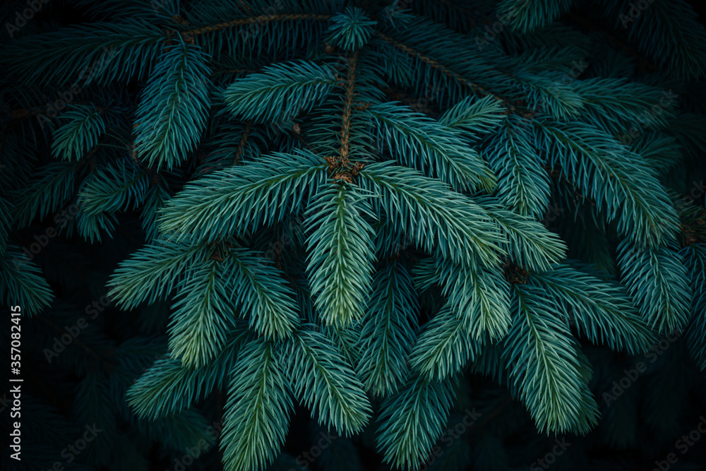 Beautiful branches of spruce with young needles. Christmas tree in nature. Blue spruce Beautiful branches of spruce with young needles. Christmas tree in nature. Blue spruce
