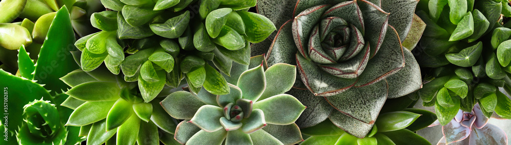 Different beautiful succulents as background, top view. Banner design - obrazy, fototapety, plakaty 