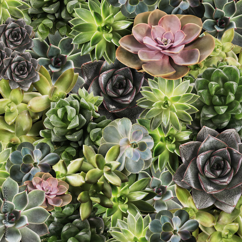Different beautiful succulents as background, top view