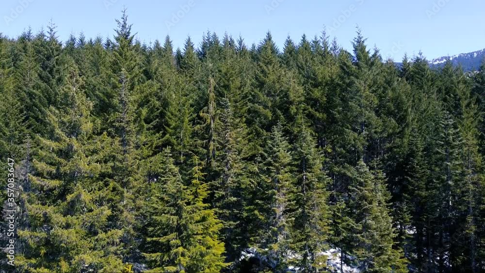 Green trees in mountains with the snow Green trees in mountains with the snow