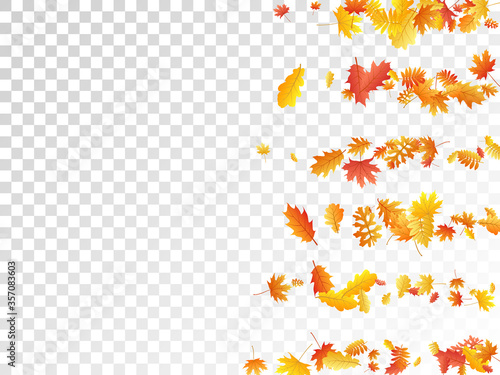 Oak, maple, wild ash rowan leaves vector, autumn foliage on transparent background.