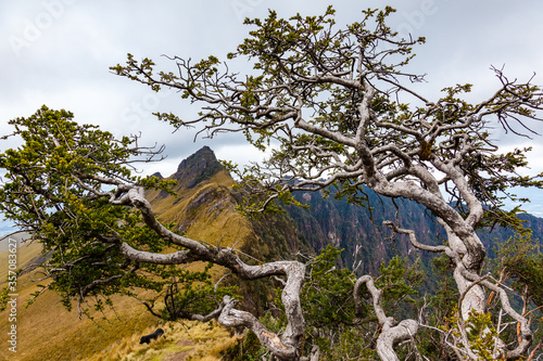 Andean landscape in the central highlands of Ecuador photo