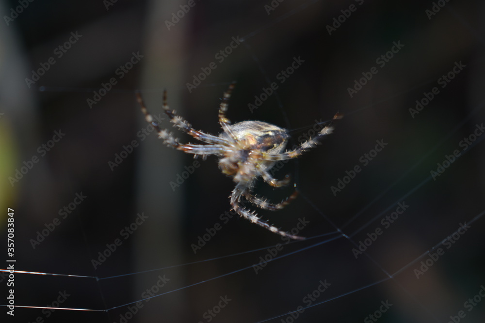 spider on a web spider on a web