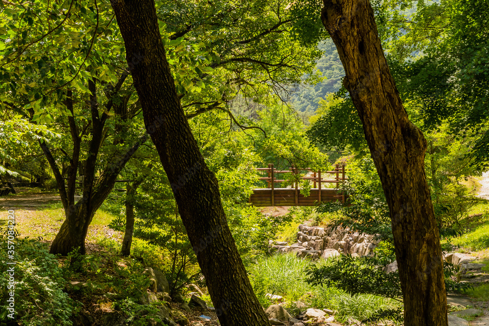 Wooden footbridge between shade trees. Wooden footbridge between shade trees.