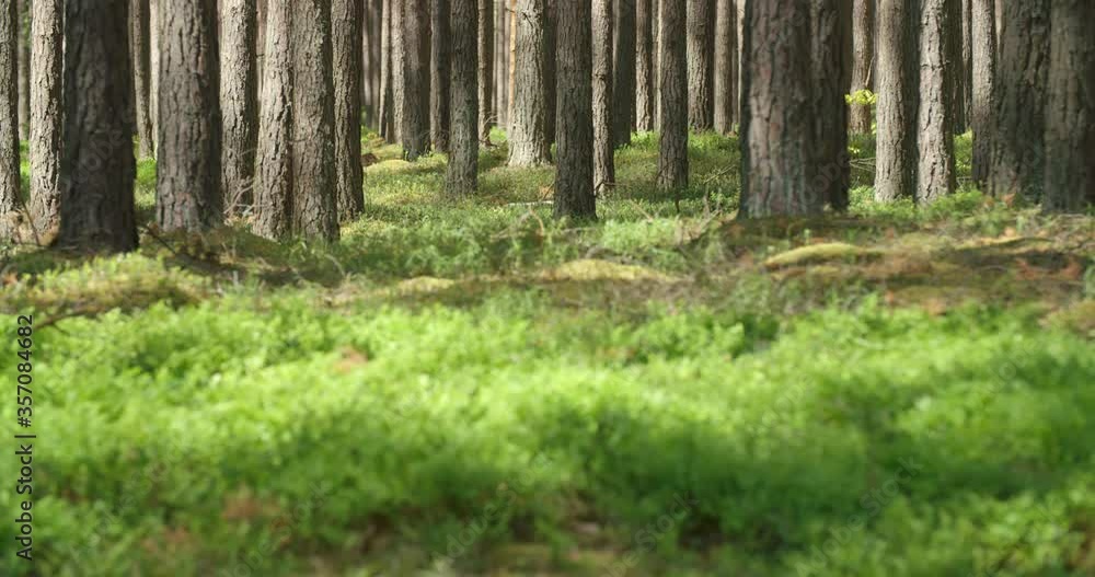 Sunny day in dense forest. Coniferous tree trunks in morning sun light. Idyllic woodland, pine trees swaying in wind cast moving shadows, fresh green plants on ground. Natural background in motion Sunny day in dense forest. Coniferous tree trunks in morning sun light. Idyllic woodland, pine trees swaying in wind cast moving shadows, fresh green plants on ground. Natural background in motion