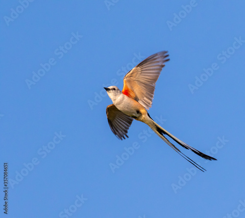 Scissor-tailed flycatcher (Tyrannus forficatus) flying, Galveston, Texas, USA.