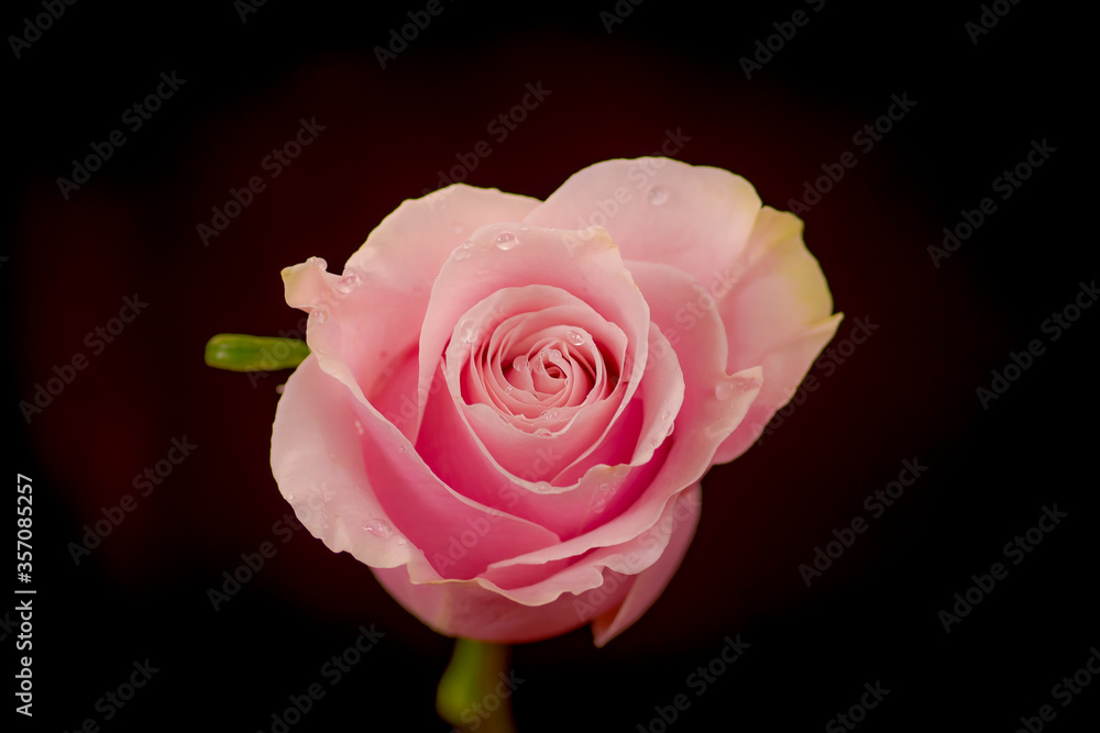 Close up of a bouquet of Pink Mondial roses variety, studio shot, pink flowers Close up of a bouquet of Pink Mondial roses variety, studio shot, pink flowers