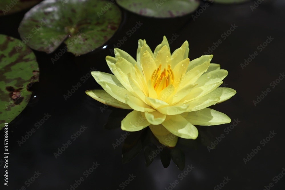 Lotus Flower or Waterlily. Brachyceras Waterlily (Tropical Day Blooming). NYMPHAEACEAE. Colorful lotus flower. Lotus Flower or Waterlily. Brachyceras Waterlily (Tropical Day Blooming). NYMPHAEACEAE. Colorful lotus flower.
