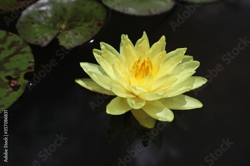 Lotus Flower or Waterlily.   Brachyceras Waterlily  Tropical Day Blooming . NYMPHAEACEAE. Colorful lotus flower. 