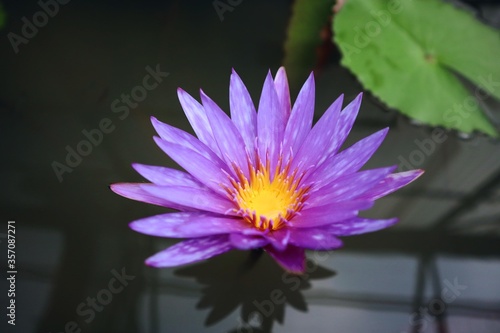 Lotus Flower or Waterlily. Brachyceras Waterlily (Tropical Day Blooming). NYMPHAEACEAE. Colorful lotus flower. garden. 