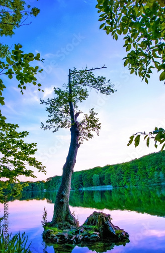 A beautiful single tree on the bank of a lake. The tree is bathed in the lilac light of the early evening.